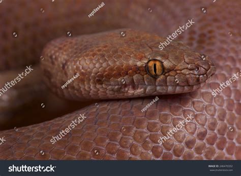 Image result for Pygmy Python