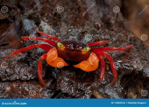 Orange crab stock photo. Image of yellow, krabs, arachnid - 15684532
