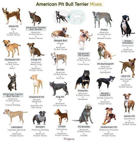 Pit Bull Mix With Bull Terrier - What You Should Know