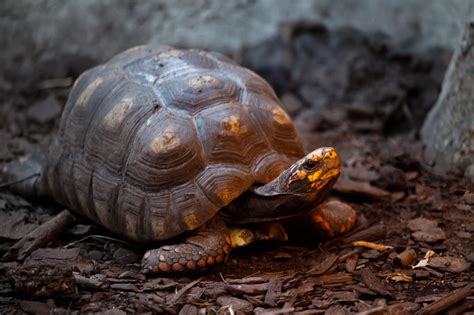 Discover Turtle Island: An Enchanting Journey to Nature’s Jewel