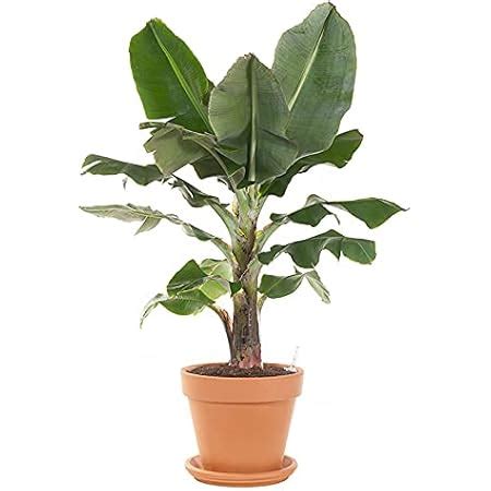 Kela (Banana Outdoor live Plant,Tree for Vishnu Pooja with Pot Free ...
