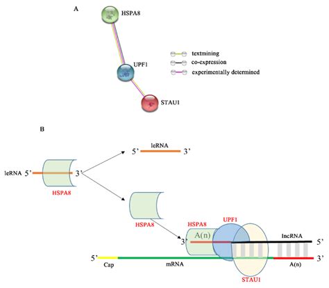 Function of Host Protein Staufen1 in Rabies Virus Replication