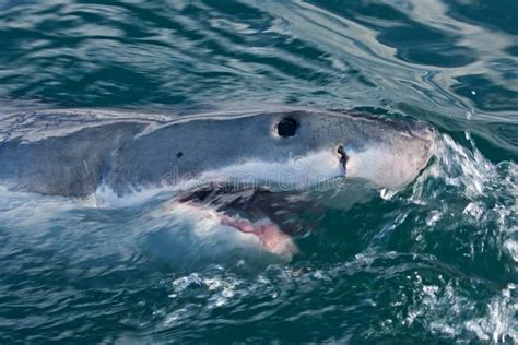 标本部制作完成两尾大型噬人鲨标本-青岛水族馆官方网站