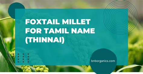 Foxtail millet tamil | தினை அரிசி பயன்கள் – B&B Organics