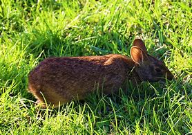 Image result for Marsh Rabbit with Young