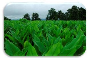 ORGANIC FARMING :: Panchakavya