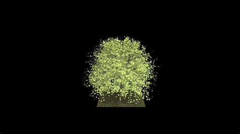 Acer macrophyllum (Big leaf maple) - 3D model by Cal Poly Humboldt ...