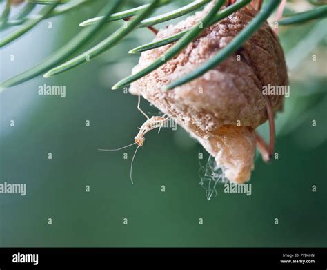 Baby praying mantis hi-res stock photography and images - Alamy