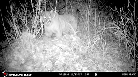 Mountain Lion Eats Coyote 的图像结果