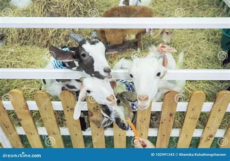 Goats Waitting Eat Carrots from Human Hands Stock Image - Image of ...