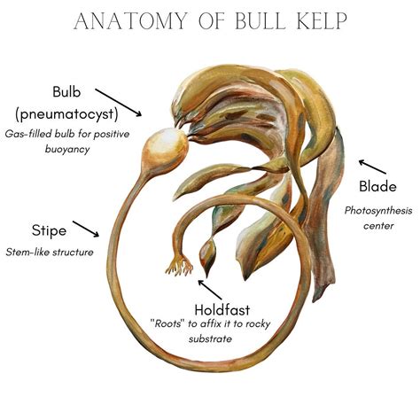 Kelp Diagram