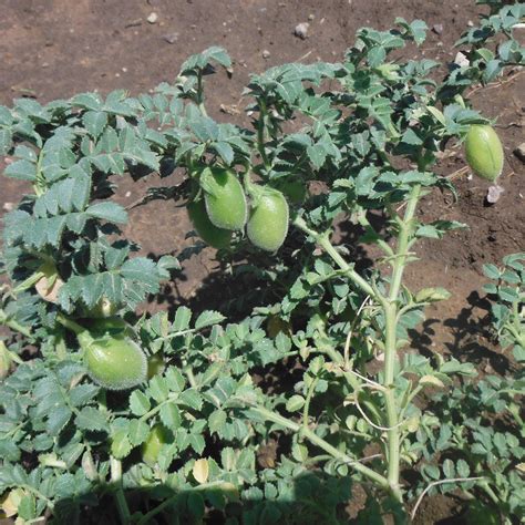 Seeds > Beans - Chickpea – Native-Seeds-Search