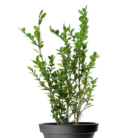 Buy Buxus Boxwood Plant - Boxwood Buxus Plant for Sale Online India ...