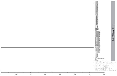 Morphological Characterization and Genetic Diversity of Rice Blast ...