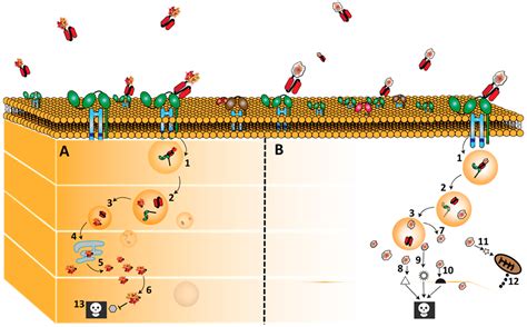 CD64: An Attractive Immunotherapeutic Target for M1-type Macrophage ...