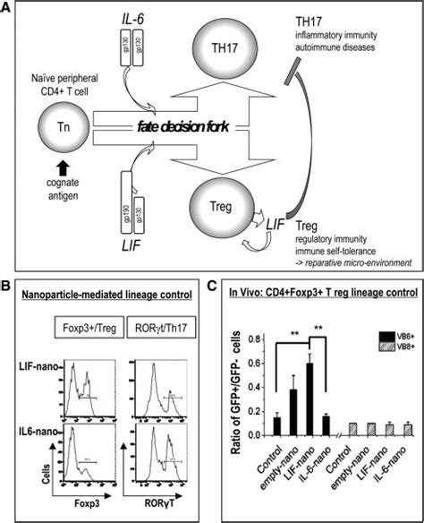 Image result for Lymphocyte Lineage