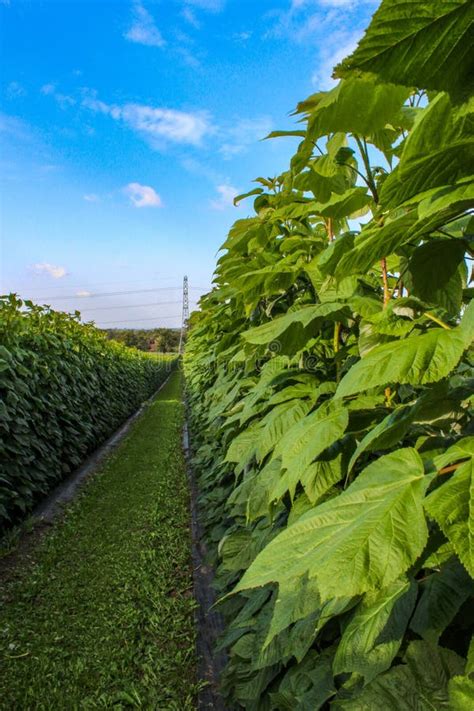 Image result for Raspberry Green Color