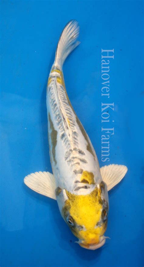 Types of koi fish unveiled types of koi varieties 2019 – Artofit