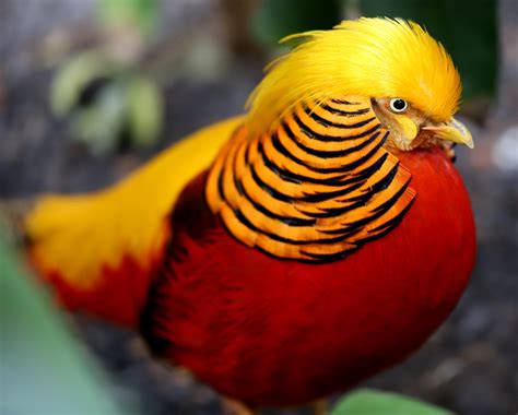 22 Exotic Birds Around the World - Richmond Mom