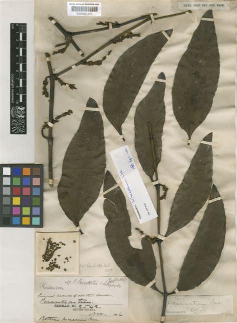 Phoradendron bilineatum Urb. | Plants of the World Online | Kew Science