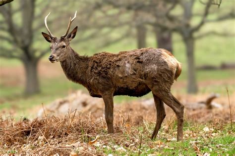 Image result for South African Python