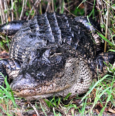 Image result for How Fast Is a Gator