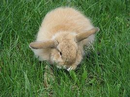 Image result for Kawaii Bunny Cute Animals
