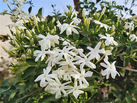 CooPany® நித்திய மல்லி பூ செடி / Nitya Malli Beautiful Fragrance All ...