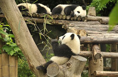 组图:探秘大熊猫繁育基地 熊猫憨态可掬惹人爱-搜狐新闻