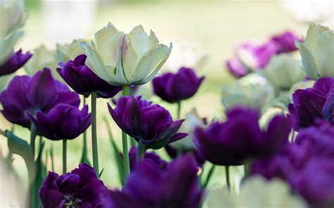Download wallpaper 3840x2400 tulips, petals, white, purple, flowers 4k ...