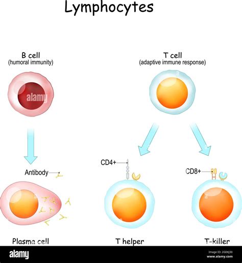 Image result for B Lymphocytes Function
