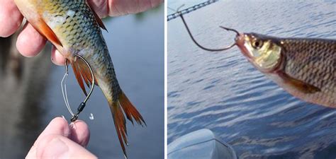 Image result for Catching Shiners with a Cast Net