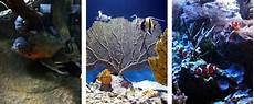tortue eau douce aquarium tortue d eau aquarium reptiles zoo tortue eau douce aquarium tortue d eau aquarium reptiles zoo