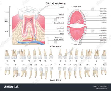 Dental Anatomy Infographic Human Teeth Types Stock Vector (Royalty Free) 2487411917 | Shutterstock