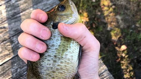 Image result for Clean and Cook Bluegill