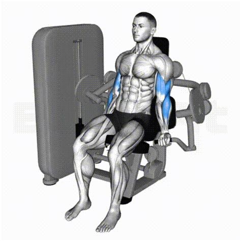 Image result for Arm Curl Machine