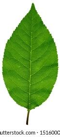 Image result for Leaf Texture High Resolution