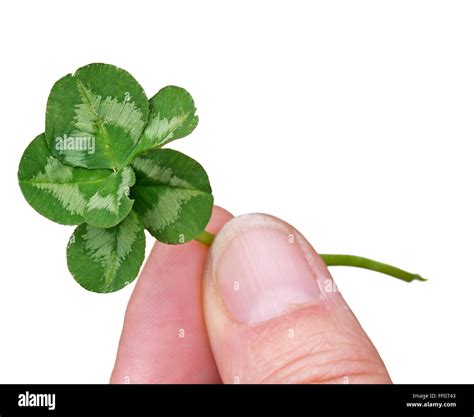 Six Leaf Clover High Resolution Stock Photography and Images - Alamy