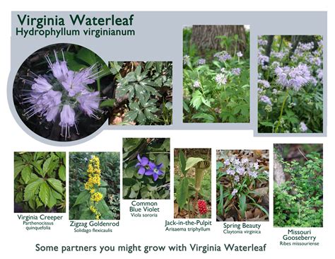 Meet Our Native Plants - The Conservation Foundation