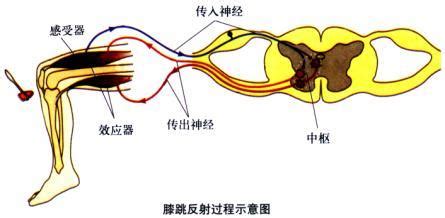 经典条件反射 - 搜狗百科