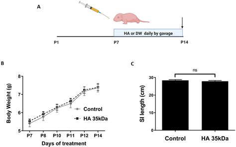 Acceleration of Small Intestine Development and Remodeling of the ...