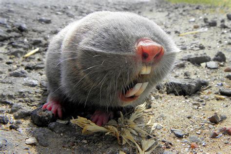 🔥 We all know the Naked Mole Rat. But have you heard of the Russian ...