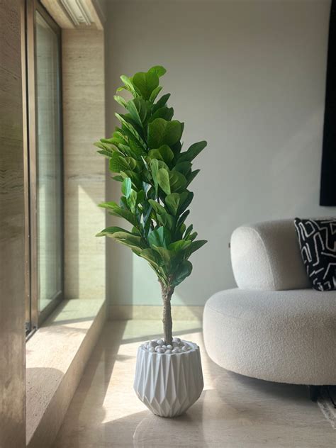 Plants & Planters – Mason Home by Amarsons - Lifestyle & Decor