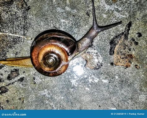 Garden Snail Cute Snail Snail Shell Snails To Eat Snail Facts Snail Scientific Name Snail Order ...