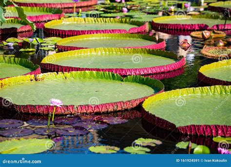 Giant Amazon Water Lily Closeup at the Pond Stock Image - Image of ...