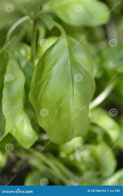 Common Basil In Hindi Name at Jack Waller blog