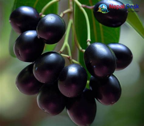 Image result for Java Plum Fruit Tree