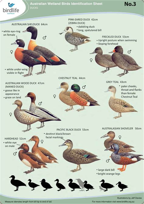 Sea Duck Identification Chart at Daniel Pomeroy blog