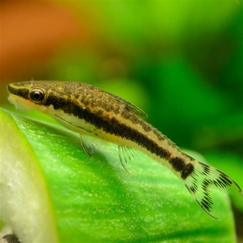 Can Plecostomus Fish Eat Cucumbers