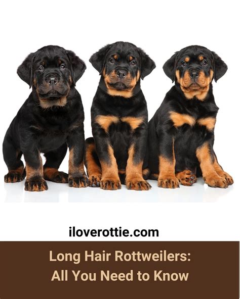 Long Hair Rottweilers: All You Need to Know - I Love Rottie